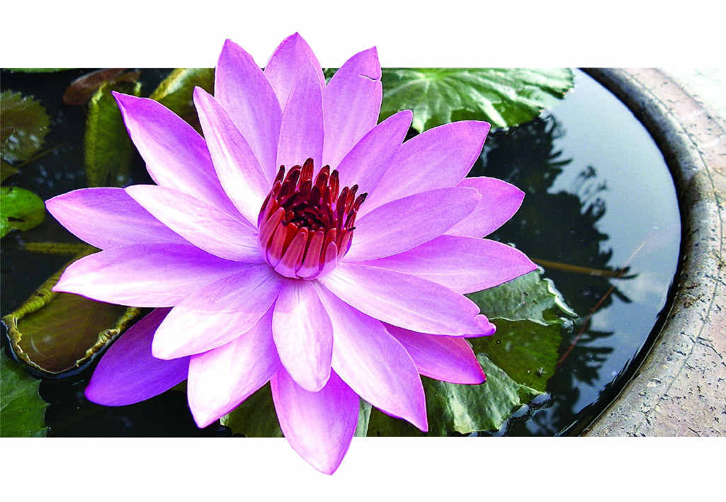 The lotus is stylish but hungry when growing. The lotus is stylish but hungry when growing.